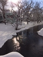 12/11(日)午前中の中島公園、鴨々川。雪も止み晴れ間が覗きました。 12/11(日)午前中の中島公園、鴨々川。雪も止み晴れ間が覗きました。