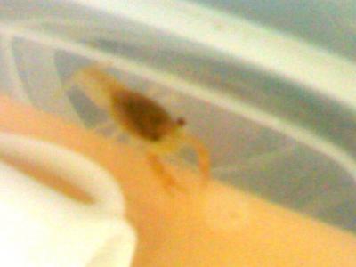 最近家族の一員になった、「ザリガニさん」(子供)。名前はまだ、ない。 最近家族の一員になった、「ザリガニさん」(子供)。名前はまだ、ない。