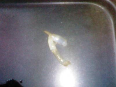 脱皮。我が家のえび、あ、ざりがに。 脱皮。我が家のえび、あ、ざりがに。