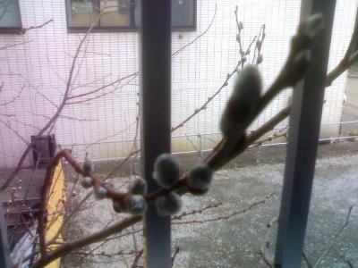 変な写真ですみません!ねこやなぎ発見! 変な写真ですみません!ねこやなぎ発見!