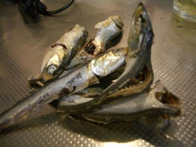 最近気に入ってる、型の大きな煮干