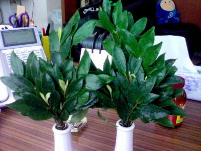創業以来ずっと欠かさない神棚の「榊」(さかき)。