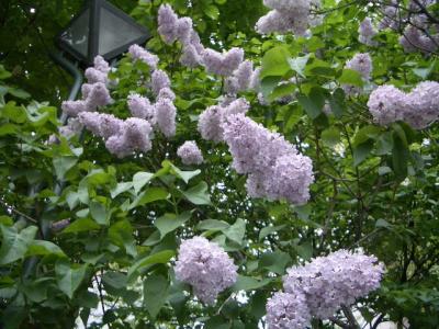 札幌、大通公園の6月。ライラックが咲き誇る。(花粉症が厳しい時期になる)