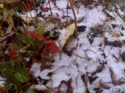 先日の初雪、近所にて。