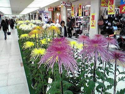 さっぽろ地下街の秋の風物詩、菊まつり。圧巻。