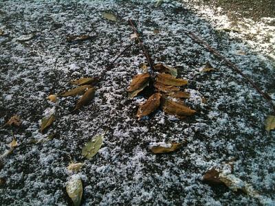 中島公園にて、初霜。（初と思うけど、違うかな？）