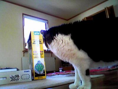 猫。野球盤ゲームに注目！