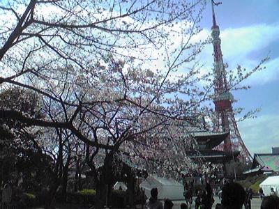 芝大門、増上寺の桜