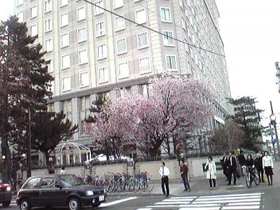 北2条西1丁目ホテルモントレエーデルホフ札幌の中庭の桜