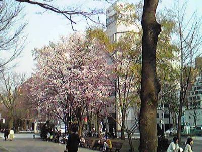 大通公園の桜もいいカンジでした。