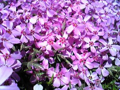 毎年きれいに咲く、おうちの向いの土手に咲く、芝桜さんたち